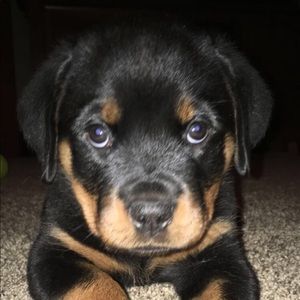 Meet your Posher, Kyle